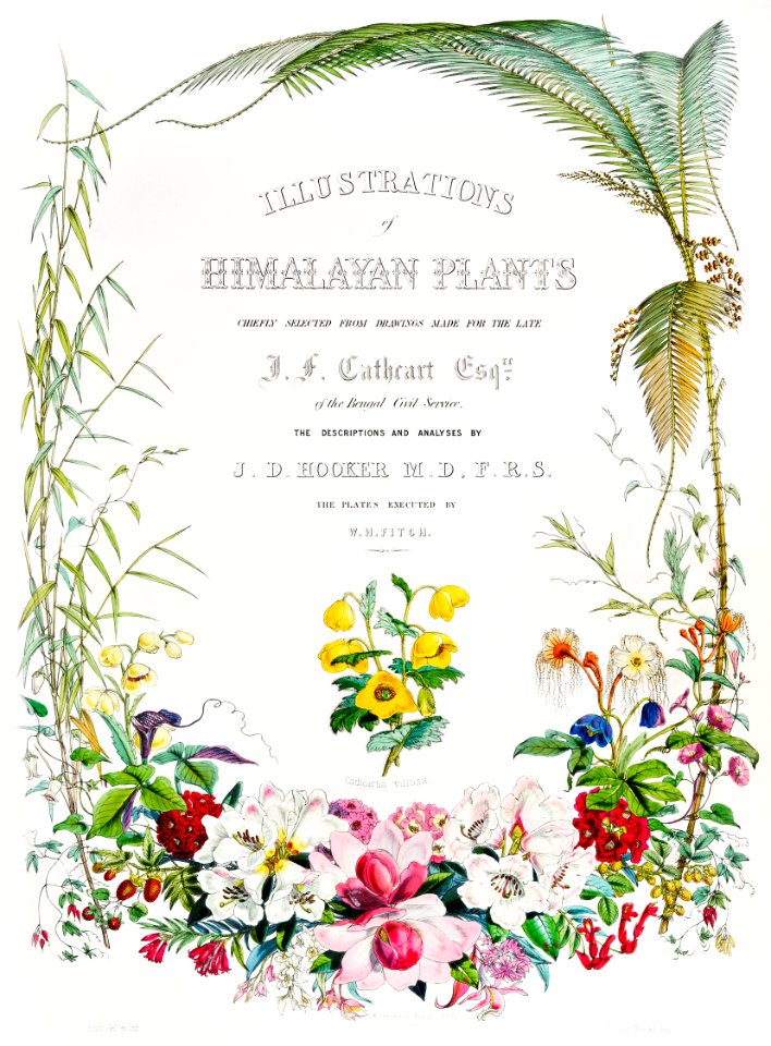 Title page from Illustrations of Himalayan plants (1855) by W. H. (Walter Hood) Fitch (1817-1892).
