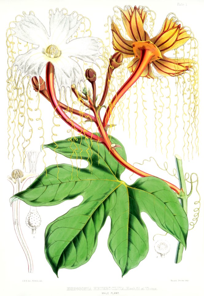 Chinese Lard Seed (Hodgsonia Heteroclita), male plant from Illustrations of Himalayan plants (1855) by W. H. (Walter Hood) Fitch (1817-1892).