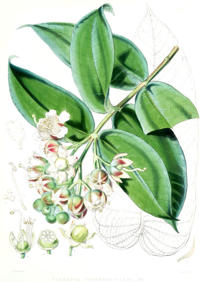 Duabanga Sonneratioides (syn. Duabanga grandiflora) from Illustrations of Himalayan plants (1855) by W. H. (Walter Hood) Fitch (1817-1892).