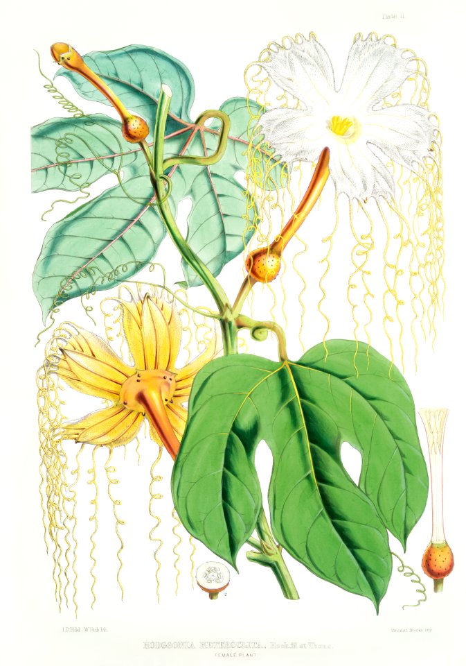Chinese Lard Seed (Hodgsonia Heteroclita), Female plant from Illustrations of Himalayan plants (1855) by W. H. (Walter Hood) Fitch (1817-1892).