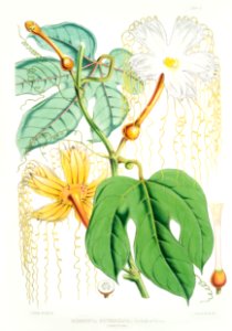 Chinese Lard Seed (Hodgsonia Heteroclita), Female plant from Illustrations of Himalayan plants (1855) by W. H. (Walter Hood) Fitch (1817-1892).