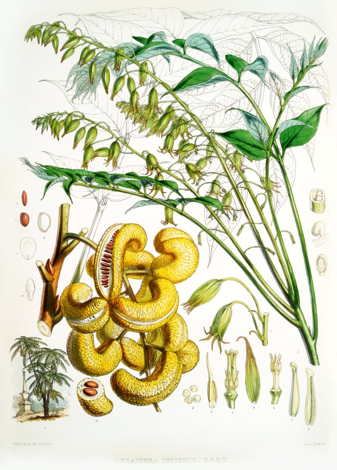Dead man's fingers (Decaisnea Insignis) from Illustrations of Himalayan plants (1855) by W. H. (Walter Hood) Fitch (1817-1892).