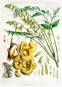 Dead man's fingers (Decaisnea Insignis) from Illustrations of Himalayan plants (1855) by W. H. (Walter Hood) Fitch (1817-1892).