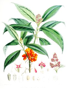 Aucuba Himalaica from Illustrations of Himalayan plants (1855) by W. H. (Walter Hood) Fitch (1817-1892).