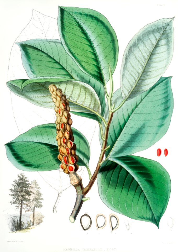 Campbell's magnolia (Magnolia Campbellii), Fruiting plant in foliage from Illustrations of Himalayan plants (1855) by W. H. (Walter Hood) Fitch (1817-1892).