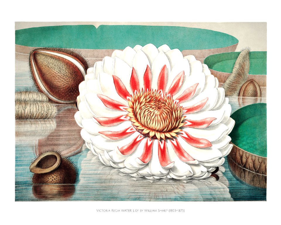 Vintage gigantic water lily (Victoria Regia) illustration wall art print and poster.