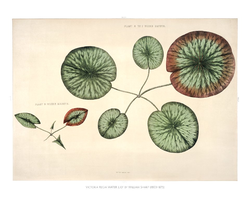 Vintage front piece of a young gigantic water lily (Victoria Regia) illustration wall art print and poster.