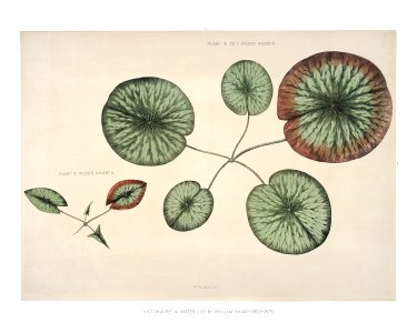 Vintage front piece of a young gigantic water lily (Victoria Regia) illustration wall art print and poster.. Free illustration for personal and commercial use.