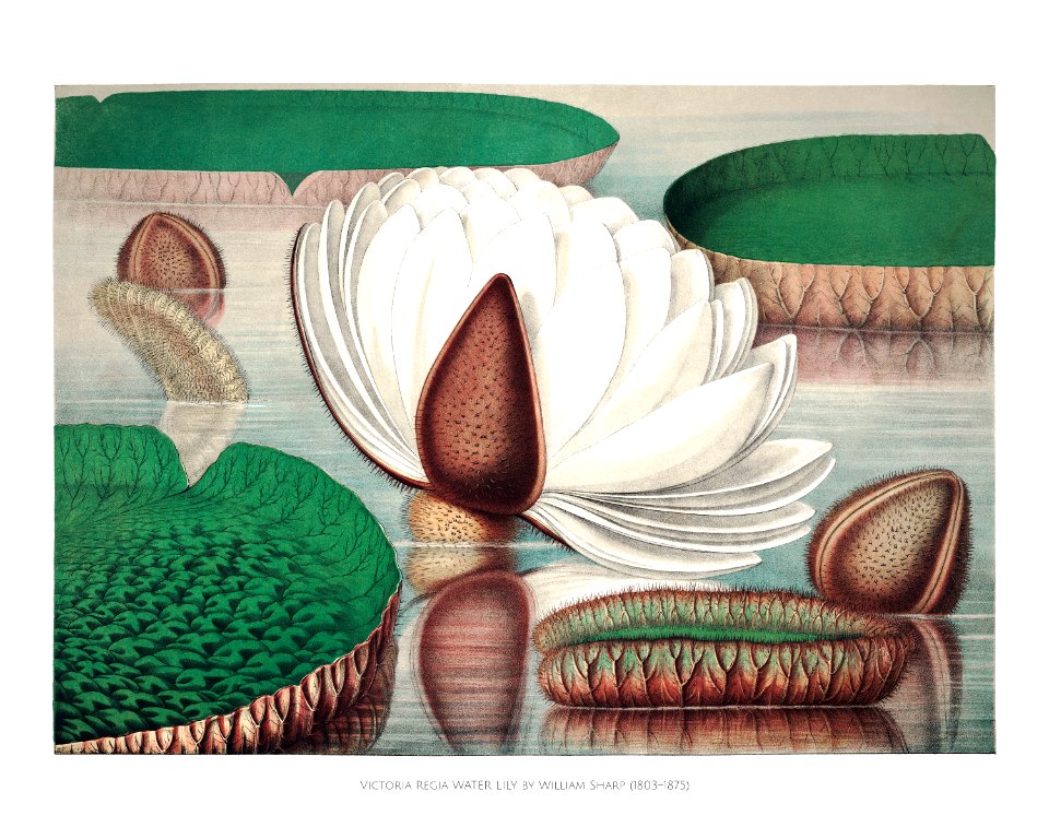 Opening flower of a gigantic water lily (Victoria Regia) illustration wall art print and poster.