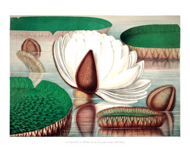 Opening flower of a gigantic water lily (Victoria Regia) illustration wall art print and poster.