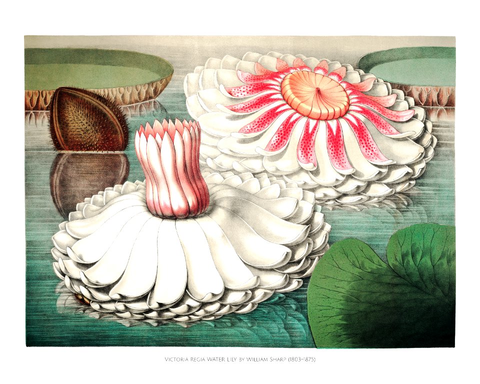 Vintage gigantic water lily (Victoria Regia) illustration wall art print and poster.