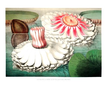 Vintage gigantic water lily (Victoria Regia) illustration wall art print and poster.. Free illustration for personal and commercial use.
