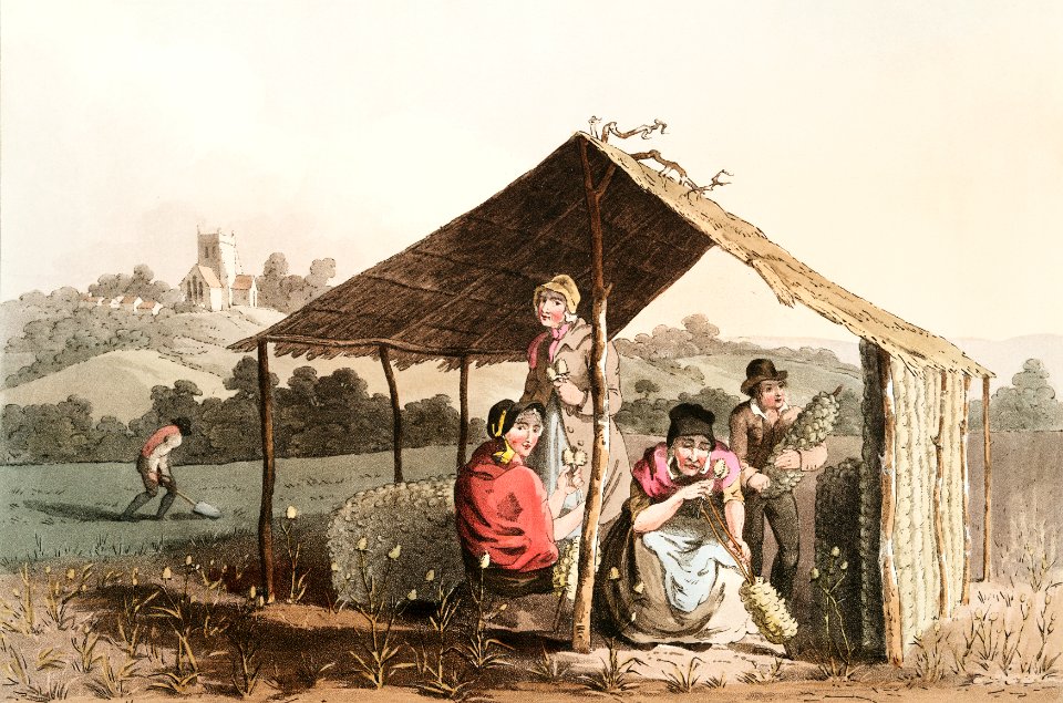 Illustration of teasel field from The Costume of Yorkshire (1814) by George Walker (1781-1856).