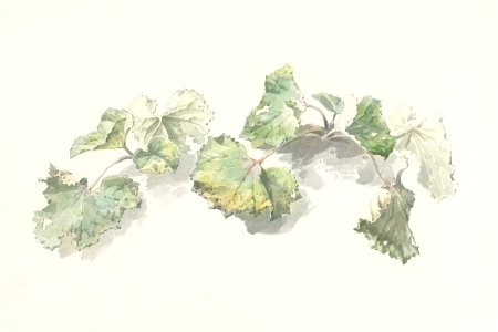 Studie van bladeren (study of leaves) by Joseph August Knip (1777–1847).​​​​​. Free illustration for personal and commercial use.