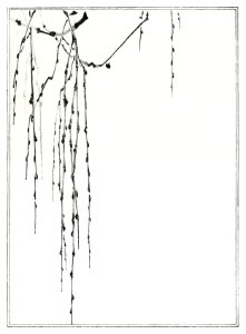 Tree branches. Illustration from Seitei Kacho Gafu (1890–1891) by Wantanabe Seitei, a prominent Kacho-ga artist. Digitally enhanced from our own original edition.. Free illustration for personal and commercial use.