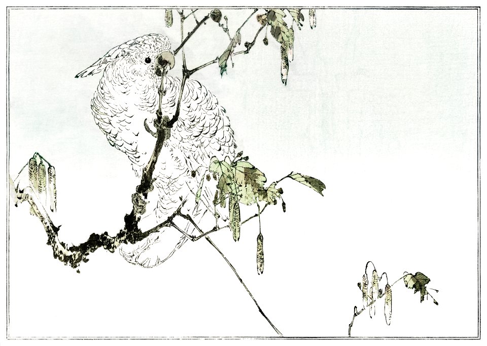 White cockatoo perched on a branch. Illustration (1890–1891) by Wantanabe Seitei, a prominent Kacho-ga artist. Digitally enhanced from our own original edition.
