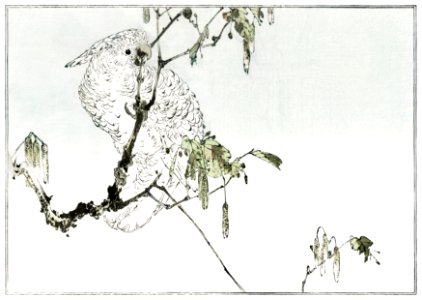 White cockatoo perched on a branch. Illustration (1890–1891) by Wantanabe Seitei, a prominent Kacho-ga artist. Digitally enhanced from our own original edition.