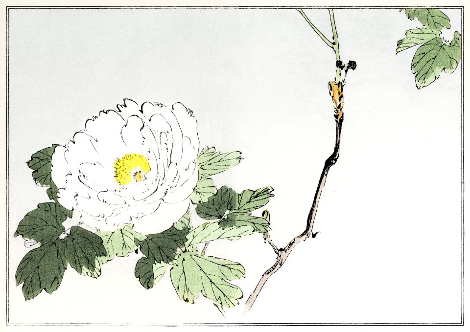 White blossomed flower. Illustration from Seitei Kacho Gafu (1890–1891) by Wantanabe Seitei, a prominent Kacho-ga artist. Digitally enhanced from our own original edition.