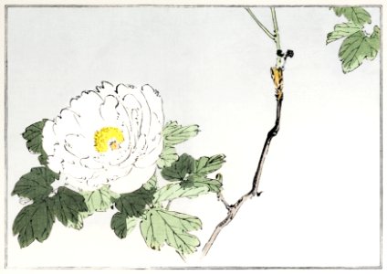 White blossomed flower. Illustration from Seitei Kacho Gafu (1890–1891) by Wantanabe Seitei, a prominent Kacho-ga artist. Digitally enhanced from our own original edition.. Free illustration for personal and commercial use.