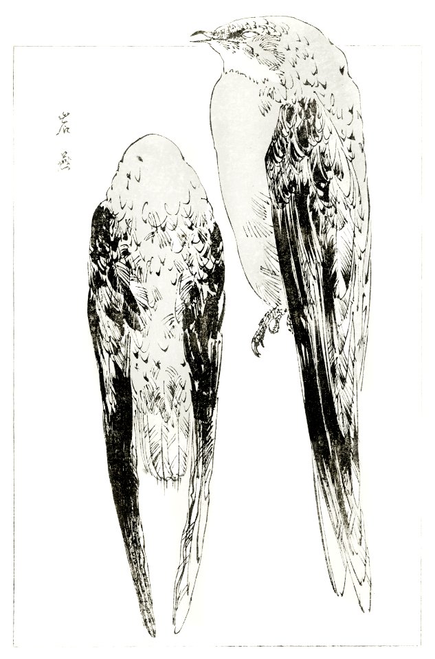 Asian martin, illustration from Bijutsu Sekai (1893-1896) by Watanabe Seitei, a prominent Kacho-ga artist. Digitally enhanced from our own original publication.