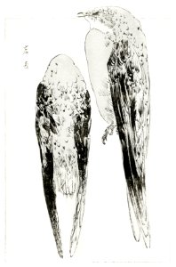 Asian martin, illustration from Bijutsu Sekai (1893-1896) by Watanabe Seitei, a prominent Kacho-ga artist. Digitally enhanced from our own original publication.