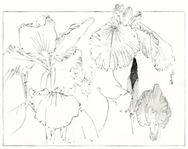 Japanese iris illustration from Bijutsu Sekai (1893-1896) by Watanabe Seitei, a prominent Kacho-ga artist. Digitally enhanced from our own original publication.. Free illustration for personal and commercial use.