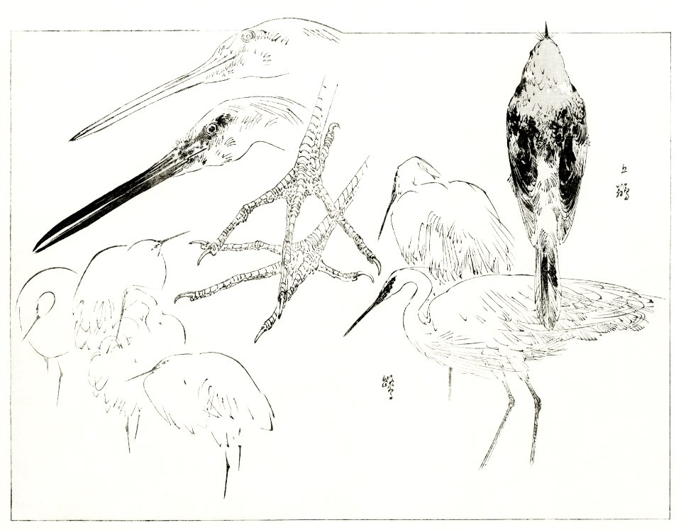 Little egret and Daurian redstart. Illustration from Bijutsu Sekai (1893-1896) by Watanabe Seitei, a prominent Kacho-ga artist. Digitally enhanced from our own original publication.