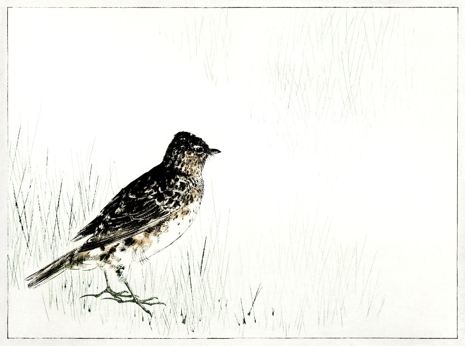 Skylark illustration from Bijutsu Sekai (1893-1896) by Watanabe Seitei, a prominent Kacho-ga artist. Digitally enhanced from our own original publication.