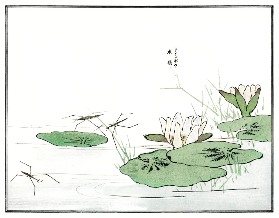 Water striders on a pond illustration from Churui Gafu (1910) by Morimoto Toko. Digitally enhanced from our own original edition.