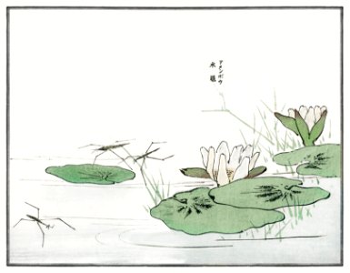 Water striders on a pond illustration from Churui Gafu (1910) by Morimoto Toko. Digitally enhanced from our own original edition.. Free illustration for personal and commercial use.