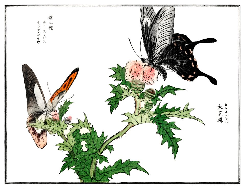 Butterfly and flower illustration from Churui Gafu (1910) by Morimoto Toko. Digitally enhanced from our own original edition.