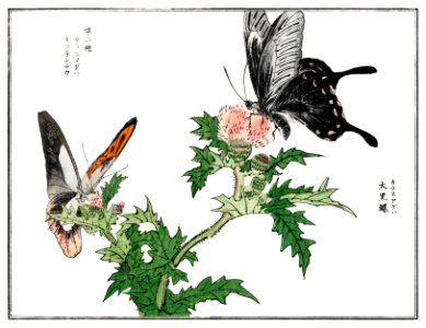 Butterfly and flower illustration from Churui Gafu (1910) by Morimoto Toko. Digitally enhanced from our own original edition.. Free illustration for personal and commercial use.