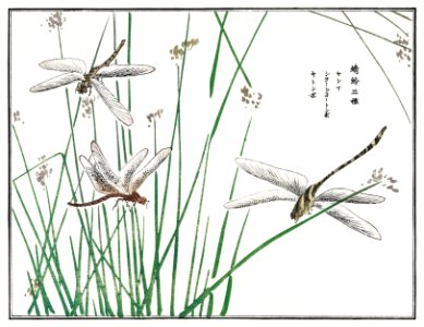 Dragonflies illustration from Churui Gafu (1910) by Morimoto Toko. Digitally enhanced from our own original edition.. Free illustration for personal and commercial use.