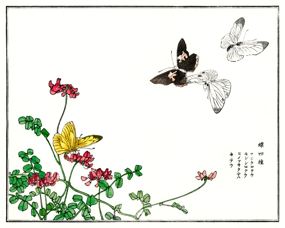 Butterflies and flower illustration from Churui Gafu (1910) by Morimoto Toko. Digitally enhanced from our own original edition.