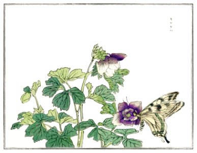 Butterfly with flower illustration from Churui Gafu (1910) by Morimoto Toko. Digitally enhanced from our own original edition.