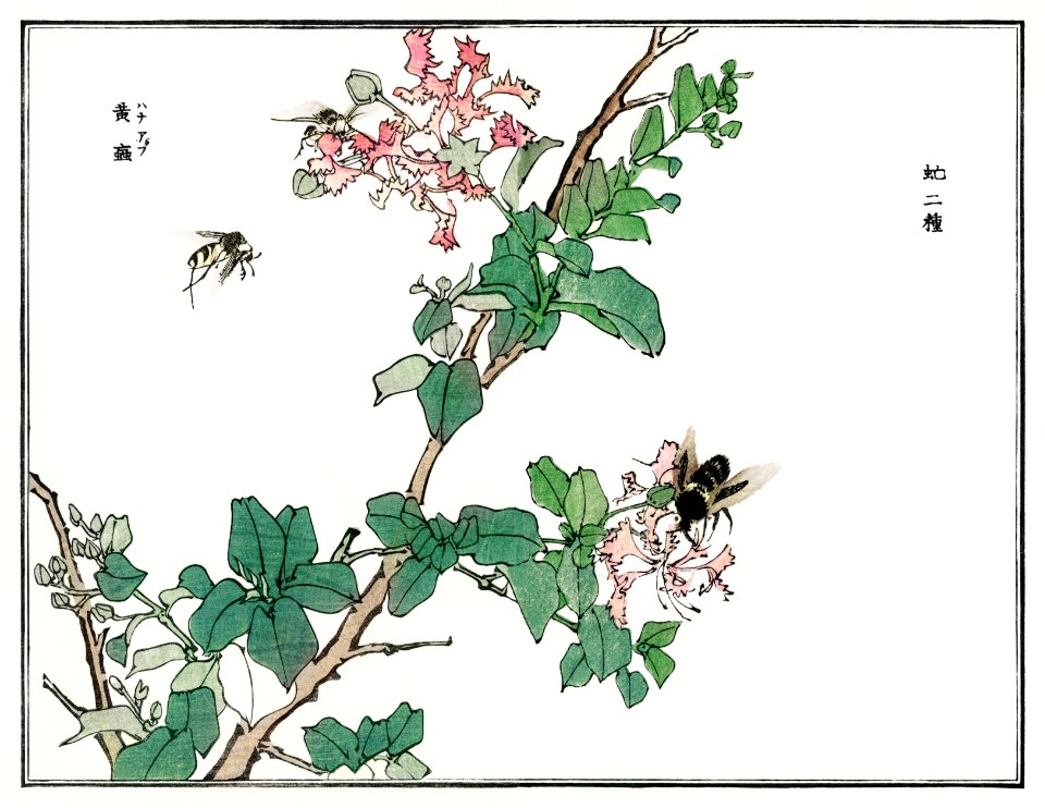 Horsefly illustration from Churui Gafu (1910) by Morimoto Toko. Digitally enhanced from our own original edition.
