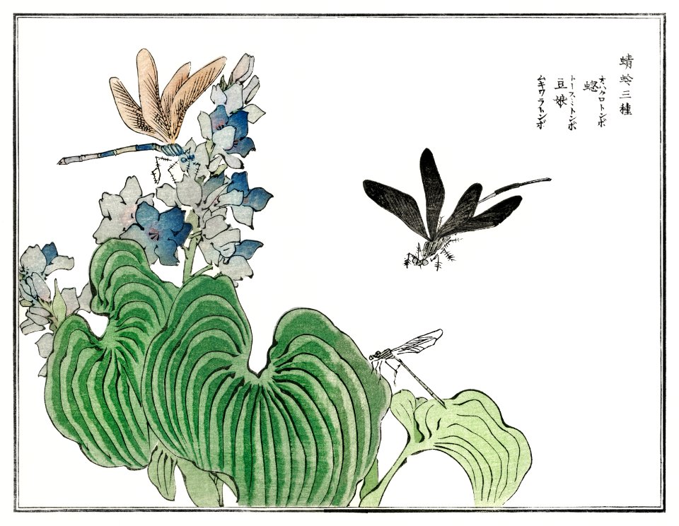 Dragonfly on a flower illustration from Churui Gafu (1910) by Morimoto Toko. Digitally enhanced from our own original edition.