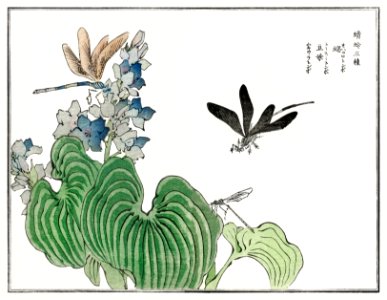 Dragonfly on a flower illustration from Churui Gafu (1910) by Morimoto Toko. Digitally enhanced from our own original edition.. Free illustration for personal and commercial use.