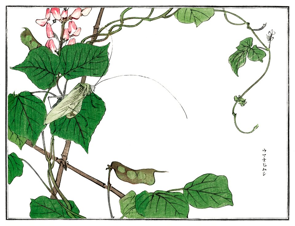 Locust on a leaf illustration from Churui Gafu (1910) by Morimoto Toko. Digitally enhanced from our own original edition.