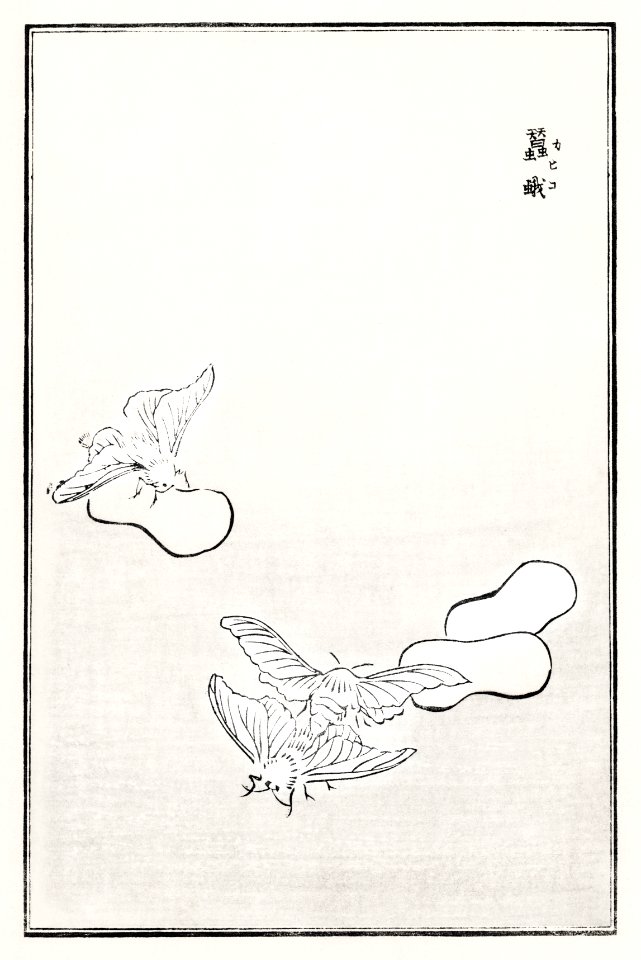 Moth illustration from Churui Gafu (1910) by Morimoto Toko. Digitally enhanced from our own original edition.