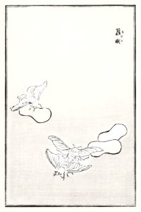 Moth illustration from Churui Gafu (1910) by Morimoto Toko. Digitally enhanced from our own original edition.