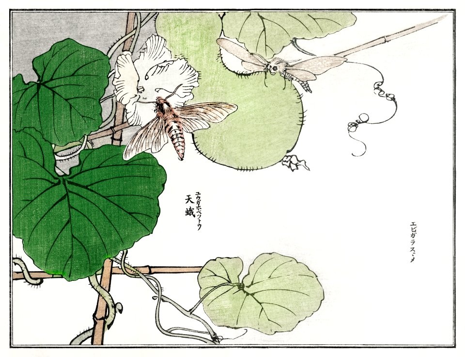 Moth illustration from Churui Gafu (1910) by Morimoto Toko. Digitally enhanced from our own original edition.