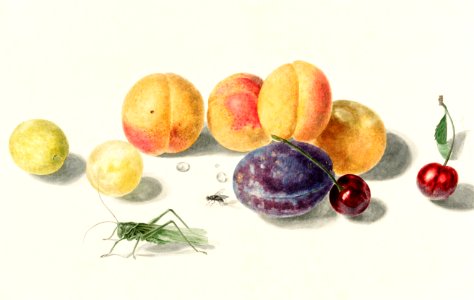 Fruits by Elisabeth Geertruida van de Kasteele, after Michiel van Huysum (1700-1800).