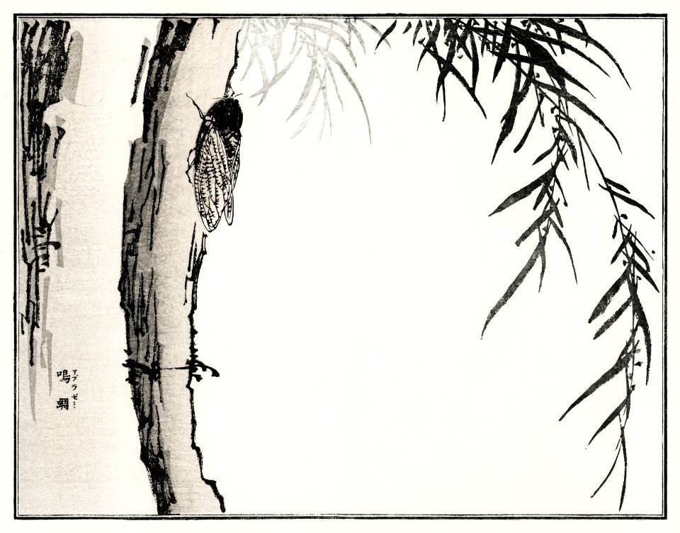 Cicada illustration from Churui Gafu (1910) by Morimoto Toko. Digitally enhanced from our own original edition.