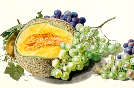 Fruits by Michiel van Huysum (1714-1760).. Free illustration for personal and commercial use.