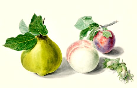 Pear and plum by Elisabeth Geertruida van de Kasteele, after Michiel van Huysum (1700-1800).