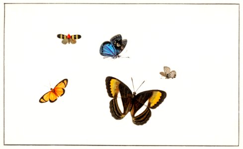 Five butterflies by Herman Henstenburgh (c.1677-c.1726).. Free illustration for personal and commercial use.