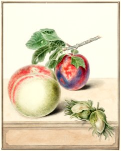 Peach and plum by Elisabeth Geertruida van de Kasteele, after Michiel van Huysum (1714-1810).