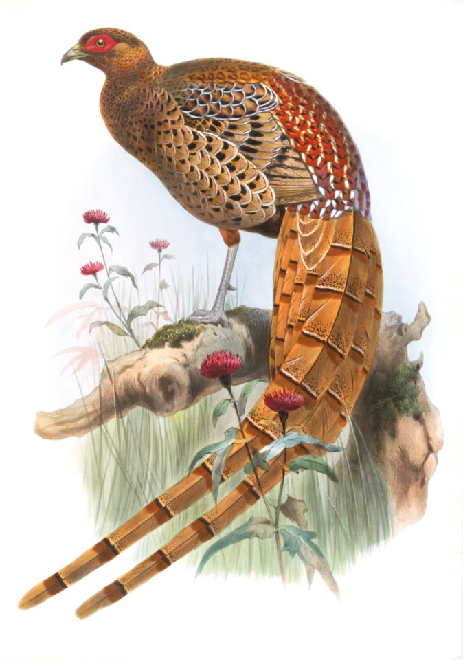 Phasianus Soemmerringi var scintillans
