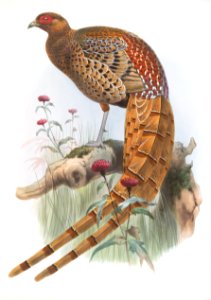 Phasianus Soemmerringi var scintillans